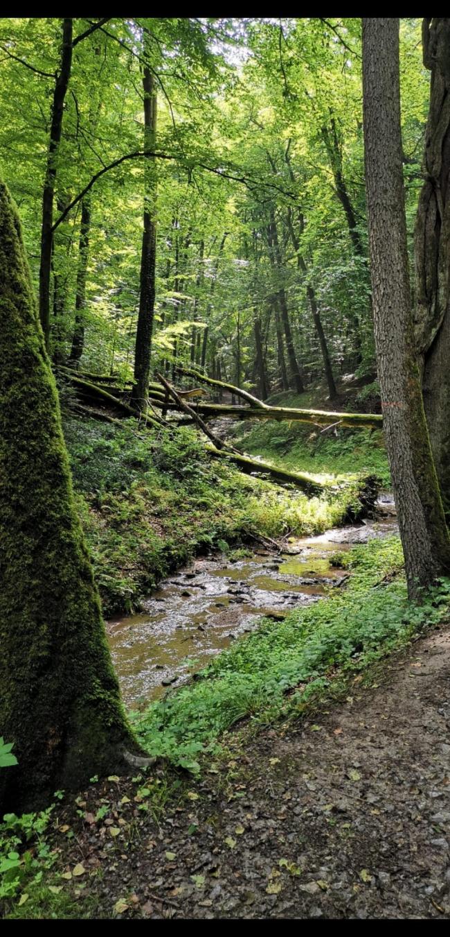 Rundwanderung um den Klauswald                         Bad Kissingen